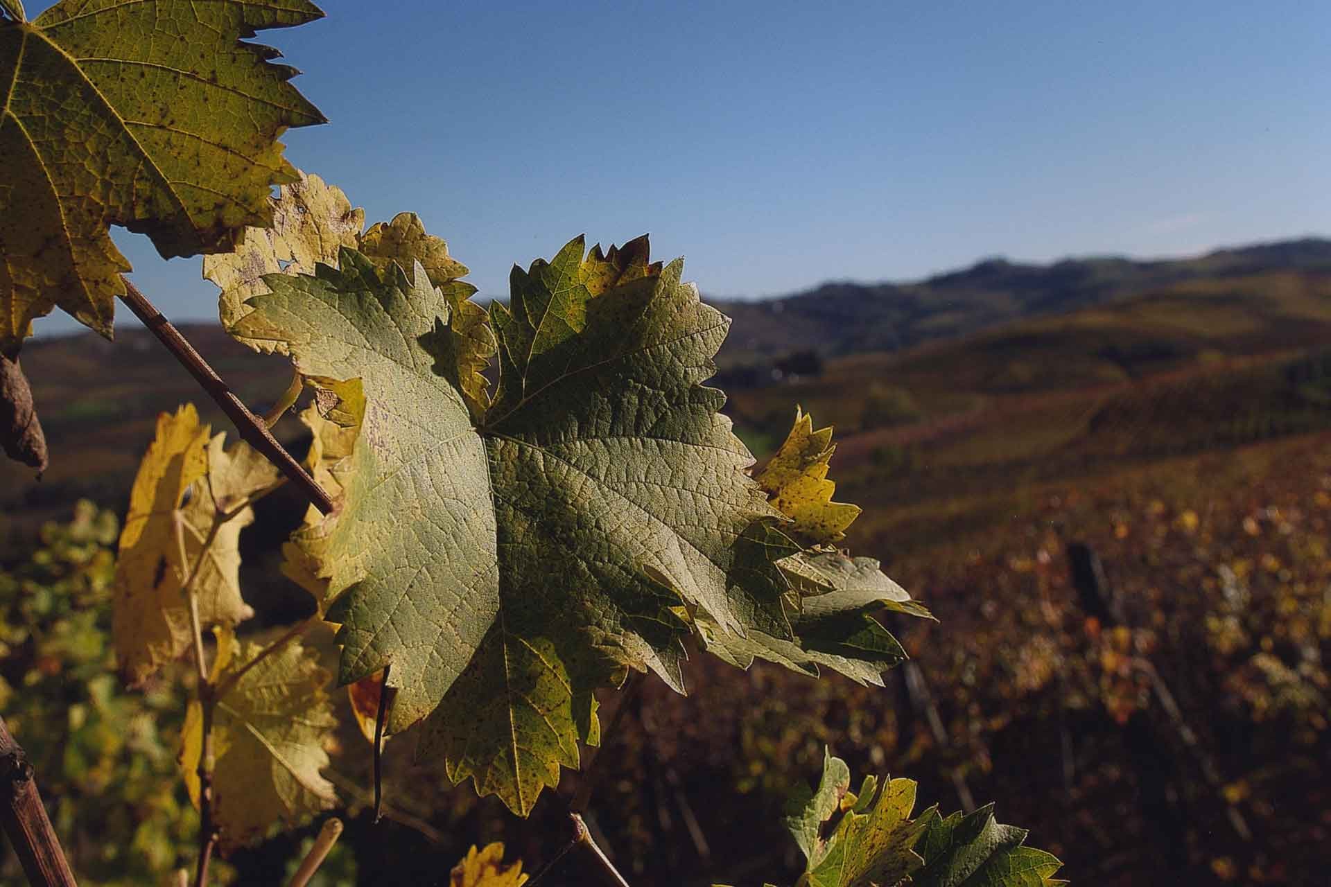 Cantina Sant'Evasio